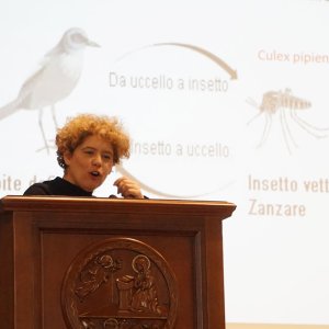 arbovirosi26