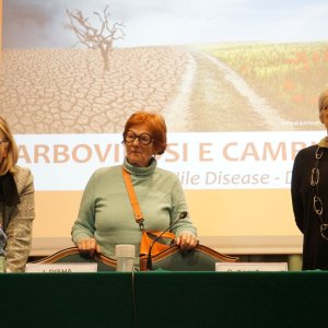 arbovirosi30