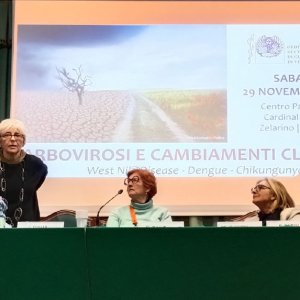 arbovirosi34